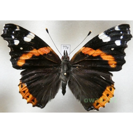 Vanessa atalanta (Linnaeus, 1758) Poland77e